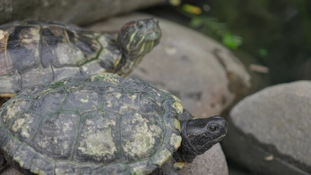 Pair of red eared slider turtles raise heads in curiousity on rocks