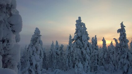 Drone Explores Beautiful Snow Covered Forest in Lapland, Finland, Arctic Circle