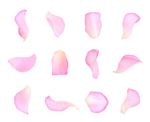 Pink rose petals isolated on white, set