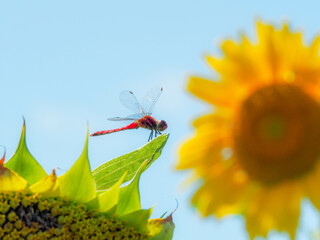 赤とんぼとひまわり／Dragonfly and sunflower © Delta NM
