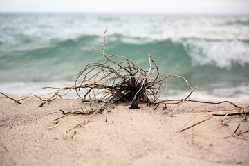 roots at the beach