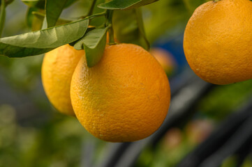 juicy fresh oranges in a garden in Cyprus in winter