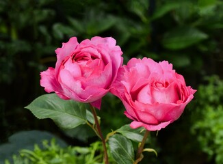 ピンクの薔薇、イブピアッチェ、バラの花
