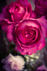 部屋に飾ったピンクの薔薇、イブピアッチェ、バラのインテリア