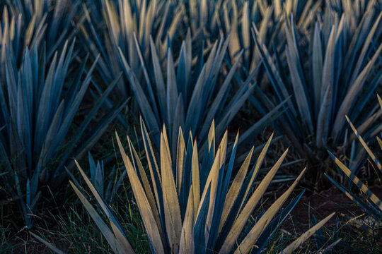 Agave Tequilana Weber Paisaje Agavero Tequila 018