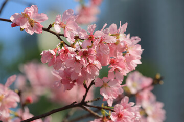 a Cherry blossoms in full bloom, under blue spring sky.