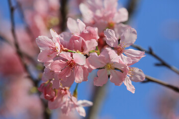 a Cherry blossoms in full bloom, under blue spring sky.