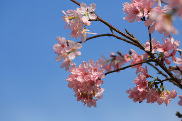 a Cherry blossoms in full bloom, under blue spring sky.