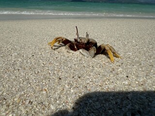 crab on the sand