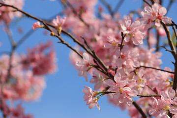 a Cherry blossoms in full bloom, under blue spring sky.