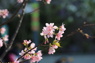 a Cherry blossoms with lights and bokeh