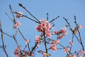 a Cherry blossoms in full bloom, under blue spring sky.