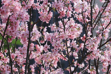 a Cherry blossoms with lights and bokeh