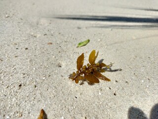 seaweed on sand