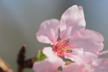 a Cherry blossoms with lights and bokeh