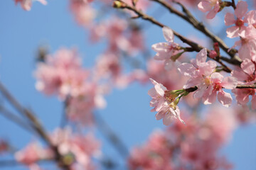 a Cherry blossoms in full bloom, under blue spring sky.