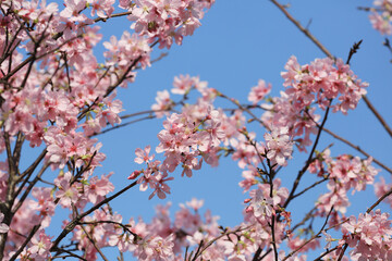 a Cherry blossoms in full bloom, under blue spring sky.
