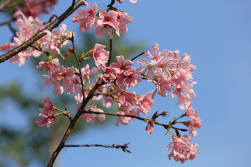 a Cherry blossoms in full bloom, under blue spring sky.