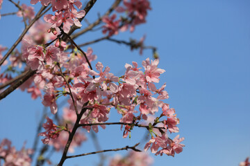 a Cherry blossoms in full bloom, under blue spring sky.