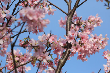 a Cherry blossoms in full bloom, under blue spring sky.