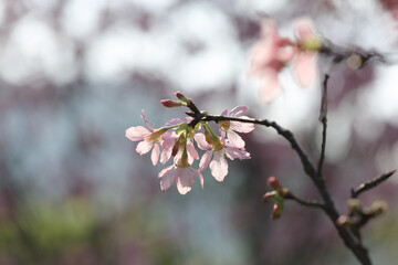 a Cherry blossoms with lights and bokeh