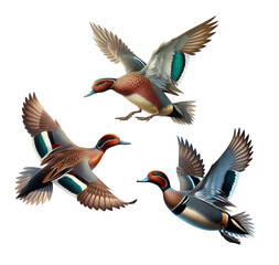 A set of Cinnamon Teal Ducks isolated on a transparent background