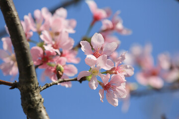 a Cherry blossoms in full bloom, under blue spring sky.