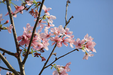 a Cherry blossoms in full bloom, under blue spring sky.