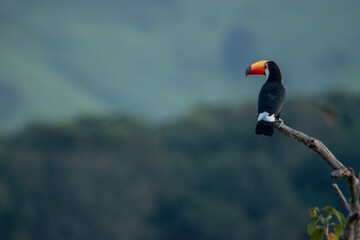 tucano e a natureza © alex