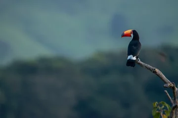 Papier Peint photo Lavable Toucan tucano e a natureza