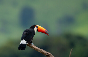 tucano e a natureza
