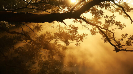 Tree branches are silhouetted against the bright glowing fog in the early morning hours.