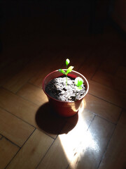 &Uacute;ltima luz del verano