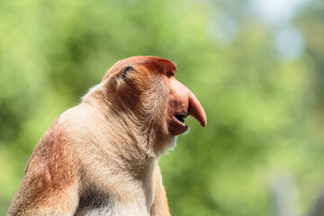 The proboscis monkey (Nasalis larvatus) or long-nosed monkey is a reddish-brown arboreal Old World...