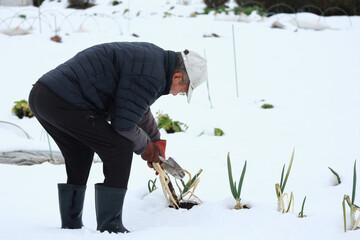 雪の中でネギを収穫する男性