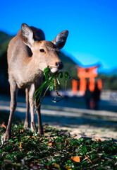 Wild Deer | Miyajima Island, Hiroshima, Japan