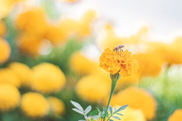 Yellow flowers with a bee eating pollen, Apis mellifera