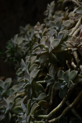 close up of succulents