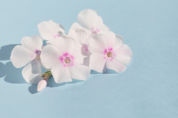 On a blue isolated background, fresh inflorescences of white and pink phlox. For design, holiday congratulations.