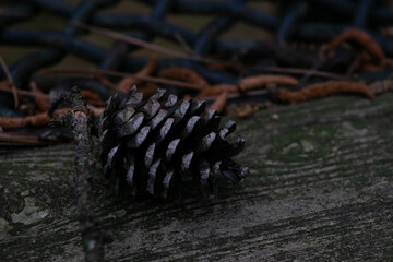pine cone on the ground