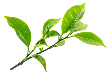 Fototapeta premium Vibrant Green Tea Leaves on Branch
