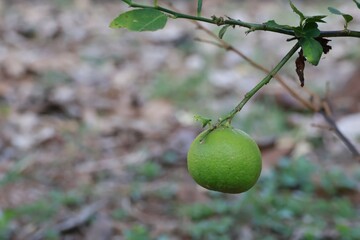 fresh green lemon on tree