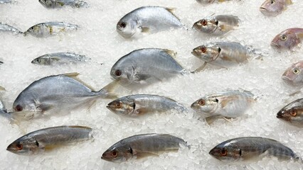 Many fresh fishes for sale in supermarket.