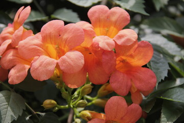 Beautiful Nature Plant Wild Flowers