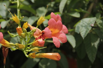 Beautiful Nature Plant Wild Flowers