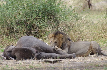 Male Lion Feeding on Dead Elephant Calf, Tanzania
