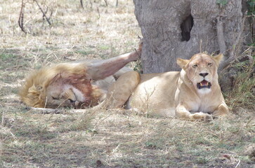 Naklejka premium Lion Couple Lounging Under a Tree, Tanzania
