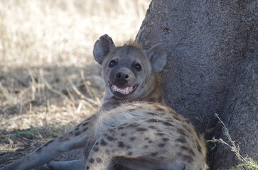 Spotted Hyena Lying Under the Tree, Looking This Way, Tanzania