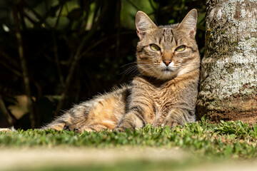 Naklejka na ściany i meble gato relaxando à sombra ao lado de uma árvore