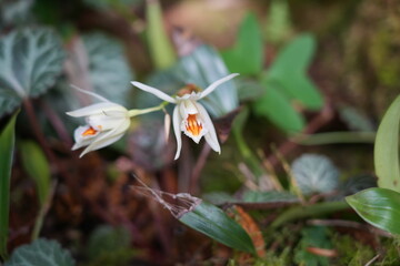 orchid flower